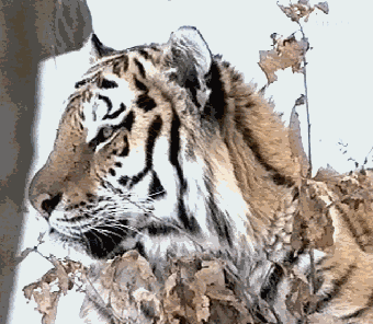 Amur-Tiger